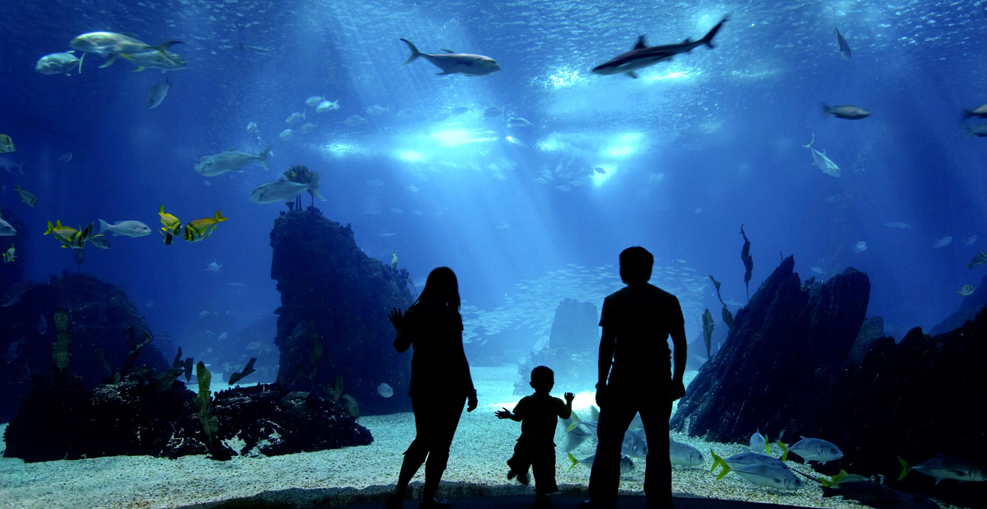 Parents standing in front of an aquarium acrylic window